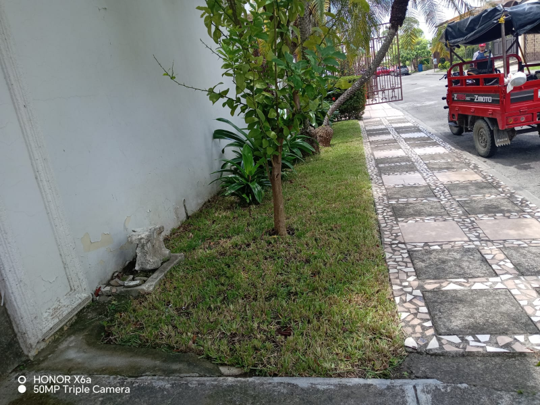 Mantenimiento de áreas verdes